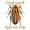 CockroachSF