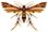 Pterophoroidea